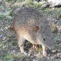 Isoodon obesulus obesulus (Southern Brown Bandicoot) at Paddys River, ACT - 13 Apr 2016 by JohnBundock