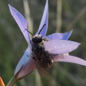 Lasioglossum (Chilalictus) lanarium at Rendezvous Creek, ACT - 5 Mar 2015 06:30 PM