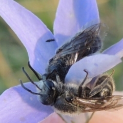 Lasioglossum (Chilalictus) lanarium at Rendezvous Creek, ACT - 5 Mar 2015 06:30 PM