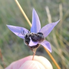 Lasioglossum (Chilalictus) lanarium at Rendezvous Creek, ACT - 5 Mar 2015 06:30 PM