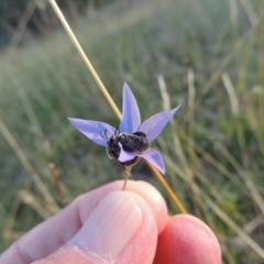 Lasioglossum (Chilalictus) lanarium at Rendezvous Creek, ACT - 5 Mar 2015