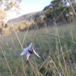 Lasioglossum (Chilalictus) lanarium at Rendezvous Creek, ACT - 5 Mar 2015