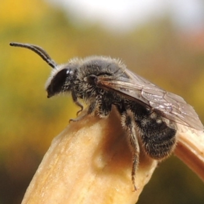 Lasioglossum (Chilalictus) lanarium (Halictid bee) at Pollinator-friendly garden Conder - 1 Nov 2015 by michaelb