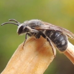 Lasioglossum (Chilalictus) lanarium at Pollinator-friendly garden Conder - 2 Nov 2015 09:07 AM