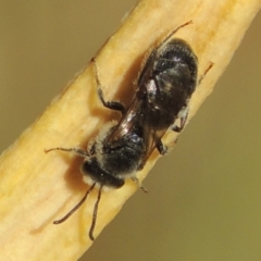 Lasioglossum (Chilalictus) lanarium at Pollinator-friendly garden Conder - 2 Nov 2015 09:07 AM