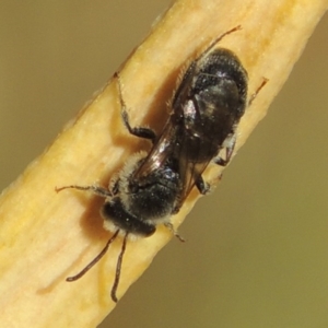 Lasioglossum (Chilalictus) lanarium at Pollinator-friendly garden Conder - 2 Nov 2015 09:07 AM