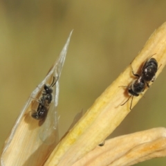 Lasioglossum (Chilalictus) lanarium at Pollinator-friendly garden Conder - 2 Nov 2015 09:07 AM