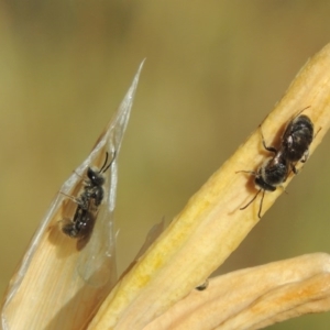 Lasioglossum (Chilalictus) lanarium at Pollinator-friendly garden Conder - 2 Nov 2015 09:07 AM