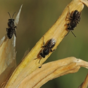 Lasioglossum (Chilalictus) lanarium at Pollinator-friendly garden Conder - 2 Nov 2015