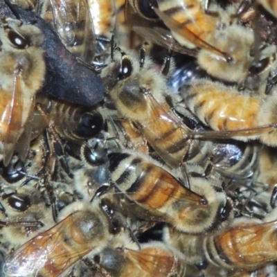 Apis mellifera (European honey bee) at Urambi Hills - 27 Jan 2016 by michaelb