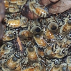 Apis mellifera at Kambah, ACT - 27 Jan 2016 08:19 PM