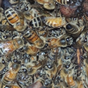 Apis mellifera at Kambah, ACT - 27 Jan 2016