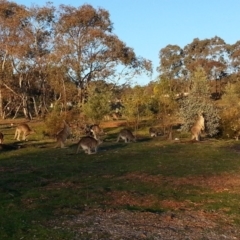 Macropus giganteus at Watson, ACT - 27 Aug 2016