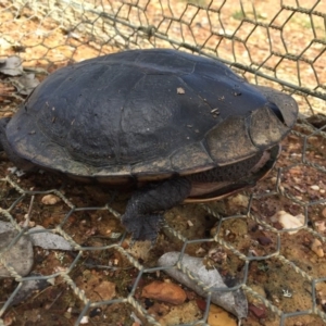 Chelodina longicollis at Gungahlin, ACT - 1 Sep 2016