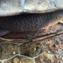 Chelodina longicollis at Gungahlin, ACT - 1 Sep 2016