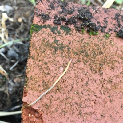 Chilenophilidae (family) (A soil centipede) at Chisholm, ACT - 1 Sep 2016 by CCS