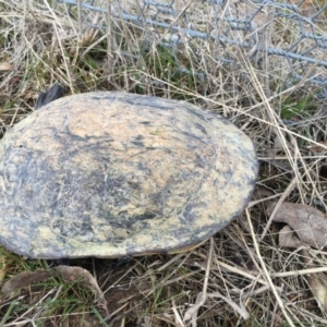 Chelodina longicollis at Gungahlin, ACT - 1 Sep 2016