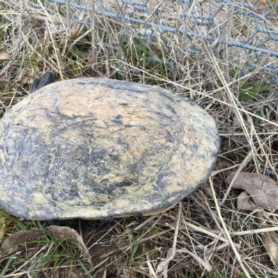 Chelodina longicollis (Eastern Long-necked Turtle) at Gungahlin, ACT - 1 Sep 2016 by CedricBear