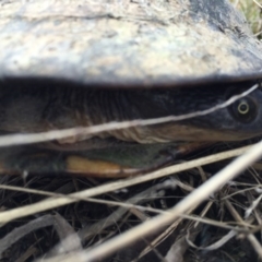 Chelodina longicollis at Gungahlin, ACT - 1 Sep 2016 11:24 AM