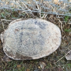 Chelodina longicollis (Eastern Long-necked Turtle) at Gungahlin, ACT - 1 Sep 2016 by CedricBear