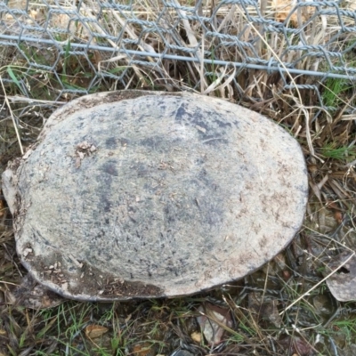 Chelodina longicollis (Eastern Long-necked Turtle) at Gungahlin, ACT - 1 Sep 2016 by CedricBear