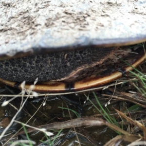 Chelodina longicollis at Gungahlin, ACT - 1 Sep 2016 11:41 AM