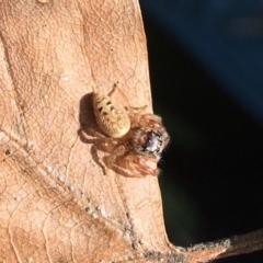 Opisthoncus sp. (genus) at Chisholm, ACT - 1 Sep 2016 01:00 PM