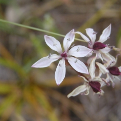 Burchardia umbellata (Milkmaids) at Hall Cemetery - 21 Nov 2007 by GeoffRobertson