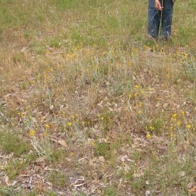 Chrysocephalum apiculatum (Common Everlasting) at Hall, ACT - 21 Nov 2007 by GeoffRobertson