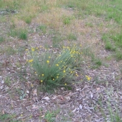 Chrysocephalum semipapposum (Clustered Everlasting) at Hall, ACT - 21 Nov 2007 by GeoffRobertson