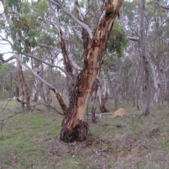 Eucalyptus rubida subsp. rubida (Candlebark) at Hall, ACT - 21 Nov 2007 by GeoffRobertson