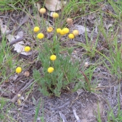 Leptorhynchos squamatus (Scaly Buttons) at Hall Cemetery - 21 Nov 2007 by GeoffRobertson