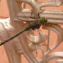 Anax papuensis (Australian Emperor) at Ngunnawal, ACT - 5 Nov 2007 by GeoffRobertson