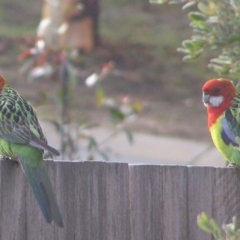 Platycercus eximius (Eastern Rosella) at Ngunnawal, ACT - 20 Jun 2007 by GeoffRobertson