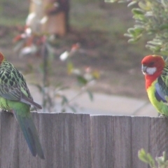 Platycercus eximius (Eastern Rosella) at Ngunnawal, ACT - 19 Jun 2007 by GeoffRobertson