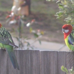 Platycercus eximius at Ngunnawal, ACT - 20 Jun 2007