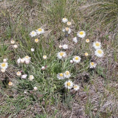 Leucochrysum albicans subsp. tricolor (Hoary Sunray) at Polo Flat, NSW - 9 Nov 2007 by GeoffRobertson