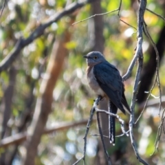 Cacomantis flabelliformis (Fan-tailed Cuckoo) at Gungahlin, ACT - 1 Sep 2016 by CedricBear