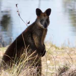 Wallabia bicolor at Gungahlin, ACT - 1 Sep 2016