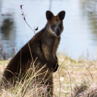 Wallabia bicolor (Swamp Wallaby) at Gungahlin, ACT - 1 Sep 2016 by CedricBear