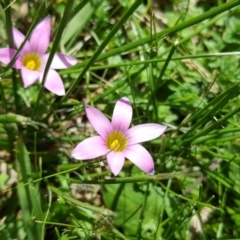 Romulea rosea var. australis (Onion Grass) at Acton, ACT - 1 Sep 2016 by Mike