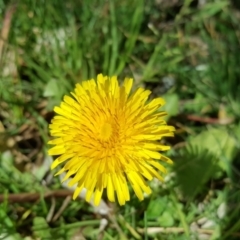 Taraxacum sp. (Dandelion) at Mount Ainslie to Black Mountain - 1 Sep 2016 by Mike