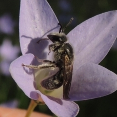 Lasioglossum (Chilalictus) sp. (genus & subgenus) (Halictid bee) at Conder, ACT - 19 Oct 2015 by michaelb