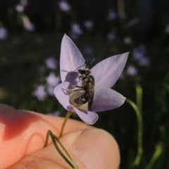 Lasioglossum (Chilalictus) sp. (genus & subgenus) at Conder, ACT - 19 Oct 2015