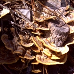 Trametes versicolor (Turkey Tail) at Isaacs, ACT - 26 Aug 2016 by Mike