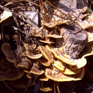 Trametes versicolor at Isaacs Ridge - 26 Aug 2016