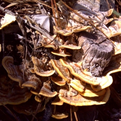 Trametes versicolor (Turkey Tail) at Isaacs, ACT - 26 Aug 2016 by Mike