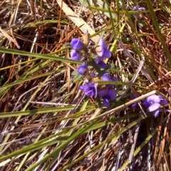 Hovea heterophylla (Common Hovea) at Isaacs, ACT - 26 Aug 2016 by Mike