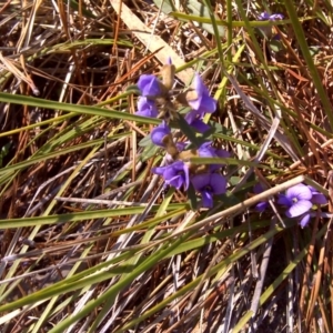 Hovea heterophylla at Isaacs Ridge - 26 Aug 2016 12:01 PM