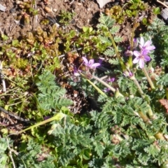 Erodium cicutarium at Isaacs Ridge - 26 Aug 2016 12:17 PM